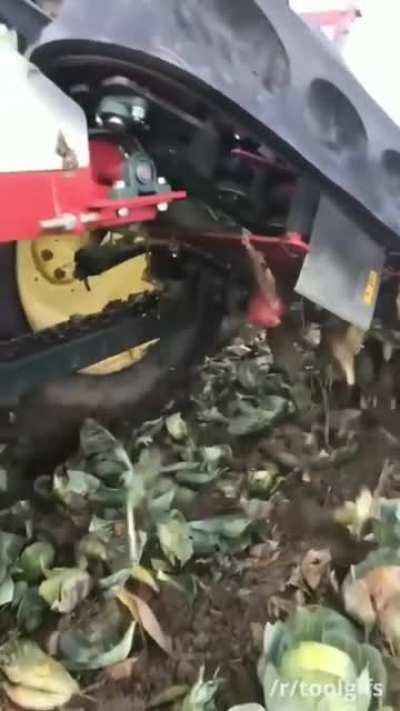 Cabbage harvester