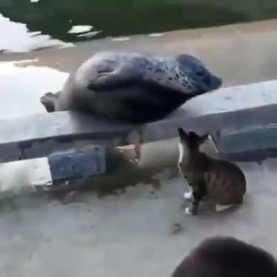 CAT fucking KNOCKING OUT an innocent SEAL with a VICIOUS ONE TWO COMBO