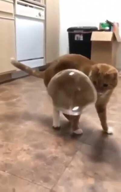 Me trying to speculate in a bubble