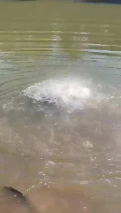 Piranha feeding frenzy.... Crazy 