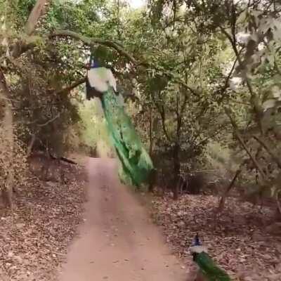 🔥 Peacock taking off in slow-mo