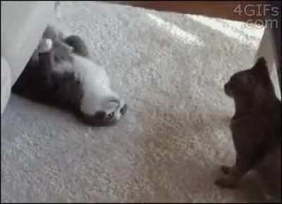 MRW my SO asks for cuddles.