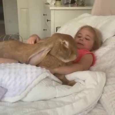 Big huge bunny cuddle time