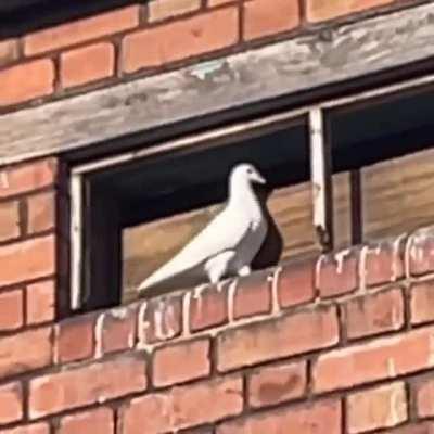 I think it's broken.