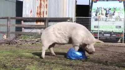 Happily playing with the ball
