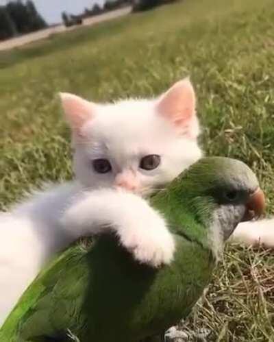 Eles são amiguinhos, chat