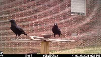 Quite the chanteuse! audio on 