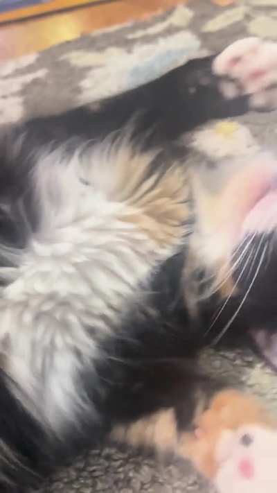 Butt scratches always bring out Email’s wiggles