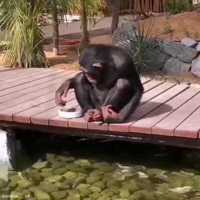 Macaco dando comida aos peixes