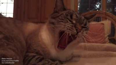 Whiskers physics during a yawn