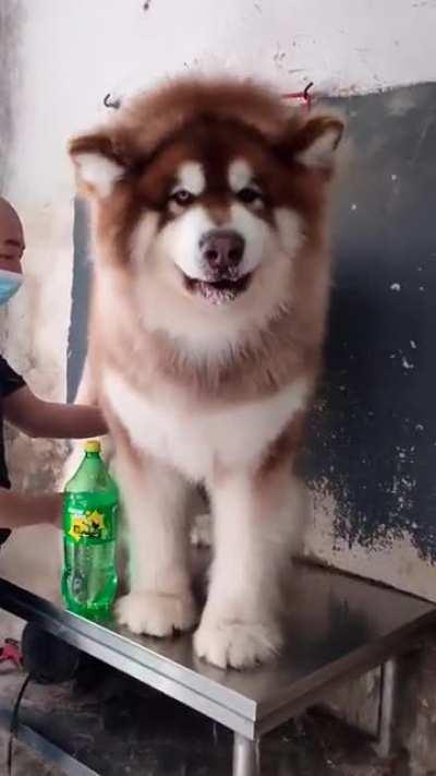 The Giant Alaskan Malamute is a selectively bred Malamute that exceeds 70 kg in weight & 70 cm of height, originally bred to pull heavy goods between cities throughout Alaska. They have been recorded to pull loads up to 500 kg.