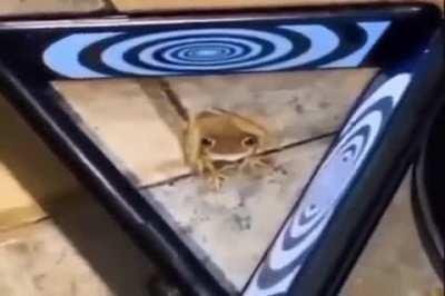 the frog hypnosis (gone wrong)