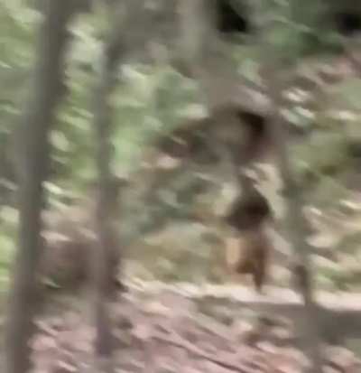 Monkey that runs on his legs after losing a limb