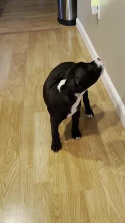 Peanut butter pitty time