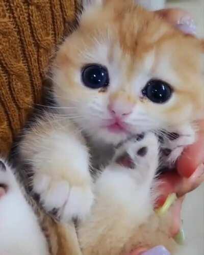 Wanted criminal still at large. Use caution!