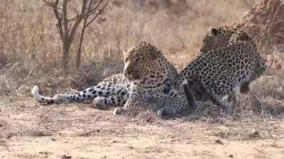 Female leopard wakes up male for attention