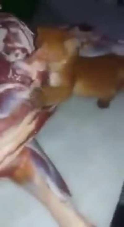 Gatinho ou filhote de puma ?