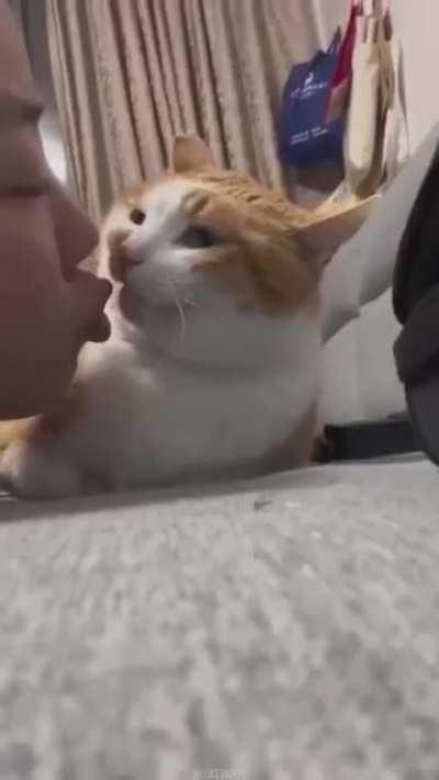 Hilarious cat slaps 😹