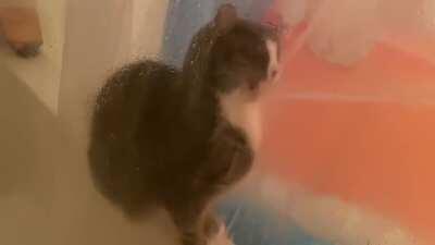 SiCk MaN ReCoRdS HiMsELf PiSsInG On A HeLpLeSs KiTTeN