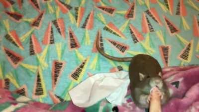 Bean Fetching me a Tissue!