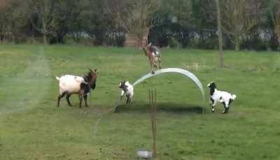 Goats are so creative!!