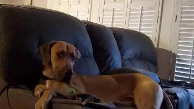 Best dogs in the world