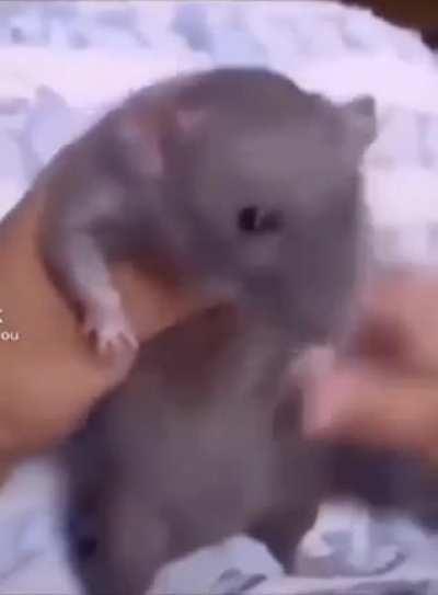 Twitch mains after a penta