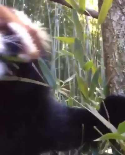 Red panda eating.