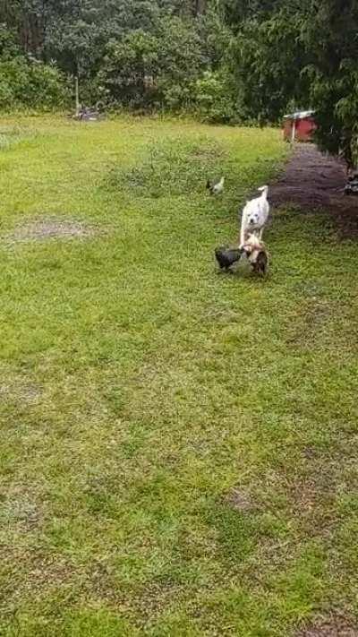 Guys..let's talk about it..Tucker the peace keeper 💕