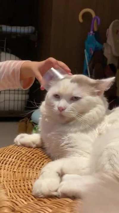 Cat not amused with this hooman spawn