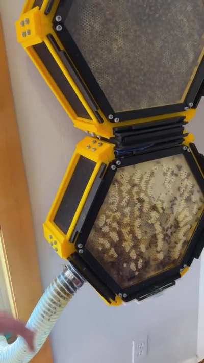 13 year old built a beehive in his room