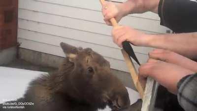 Rescuing a baby moose