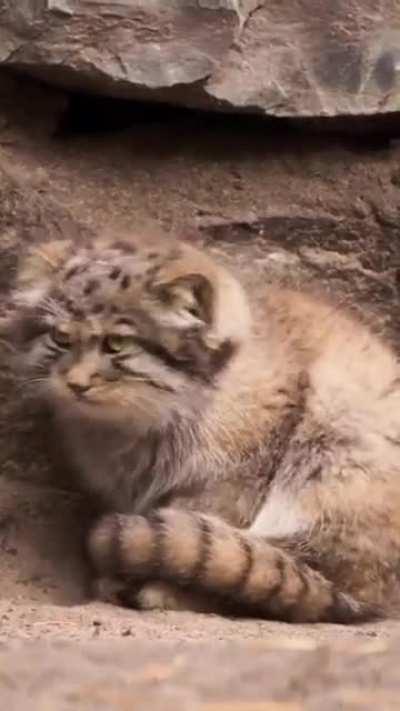 A Pallas kitten learning to Pallas Cat