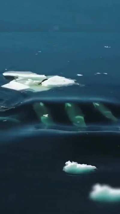 Group of Orcas attack seals.