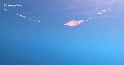 blursed jellyfish like beyblade