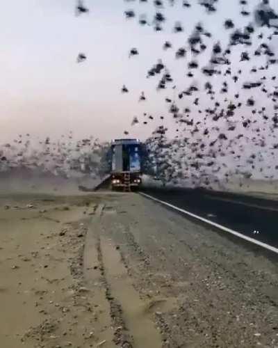This is pigeon racing. They are released far from home to see who makes it back first