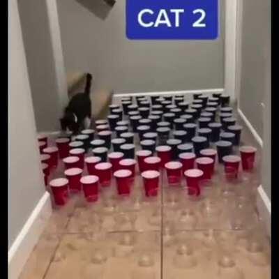 Cats are either intelligent or full derps