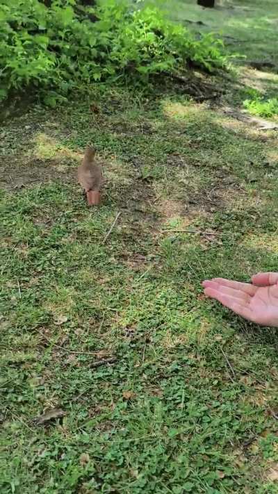 Hornero confianzudo pidiendo comida 🇦🇷
