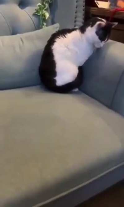 Wicked onwer casts spell to turn wunk into a pillow