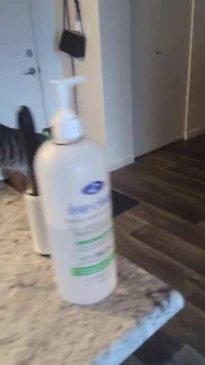 It turns out, the kitten was the kitchen sponge thief