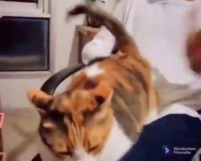 InNoCenT hELpleSS cat beatEN TO dEATH