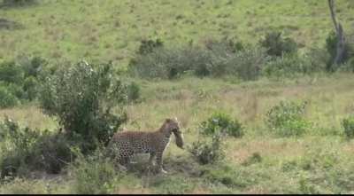 A leopard takes a serval kitten