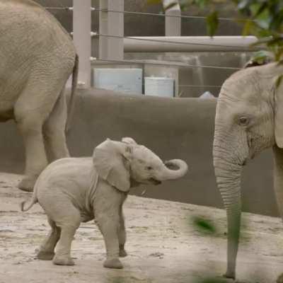A few cute moments with the babies at the San Diego Zoo.