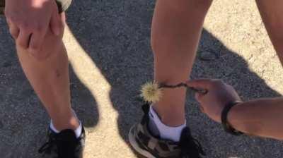 Getting a cactus stuck in your leg is bad enough.