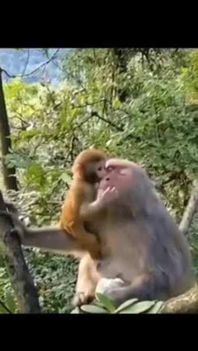 The language of a mother is universal 🐵❤️