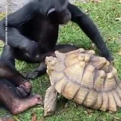 To grow monke empire, we must make alliances.