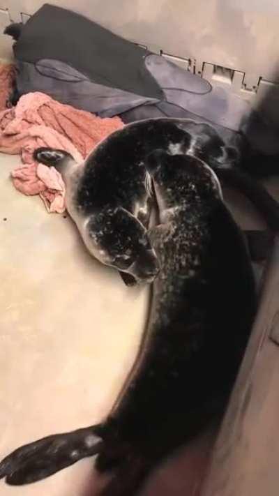 Two rescued seal pups placed in the same ICU together