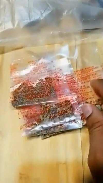 Si andabas pensando en armar tu propia huertita, estas son las semillas que regalan en el programa Pro huerta.