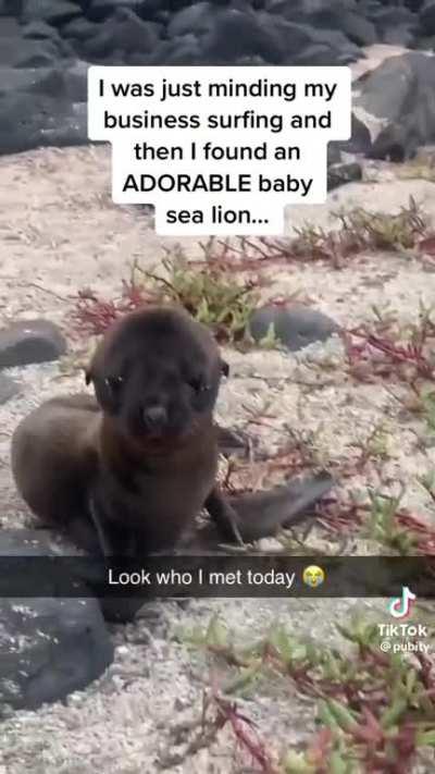 a baby sea lion