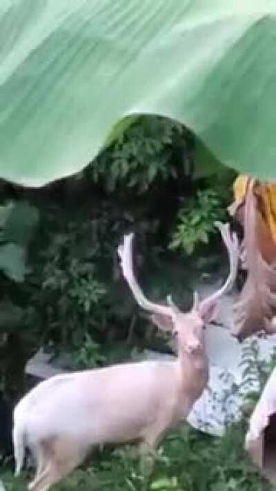 Video que compartieron en mi groupchat familiar: Venados en el barrio Quemados de San Lorenzo (Video shared in my family groupchat: Deer seen in Quemados, San Lorenzo, PR)